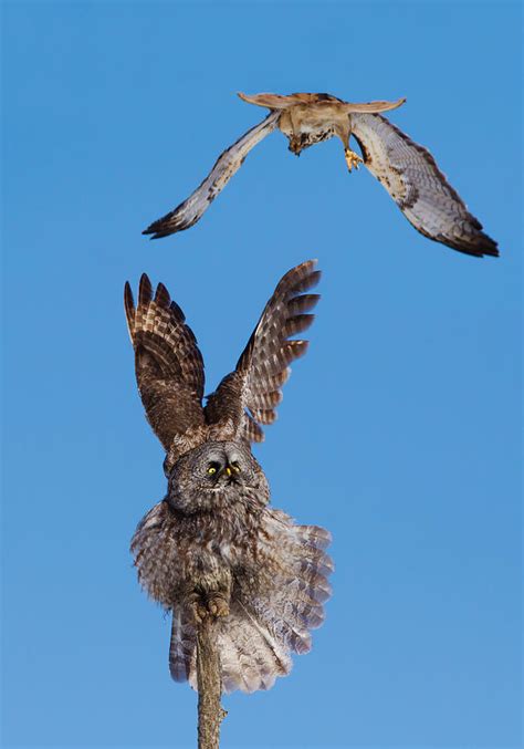 Great Grey Owl Vs Red-tailed Hawk by Mircea Costina