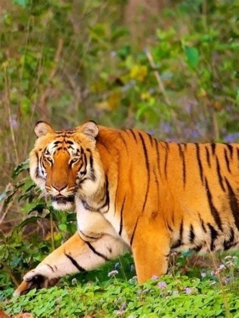 Top 10 Wildlife Sanctuaries You Must Visit In Uttarakhand