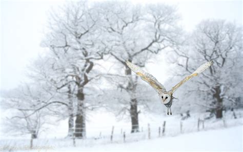 Barn owl in snowy scene photo WP43927