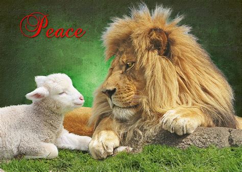 Peace | lamb by naturelover-stock.deviantart.com/ lion by ho… | Flickr