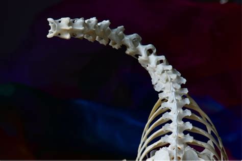 Animal Spine Bones