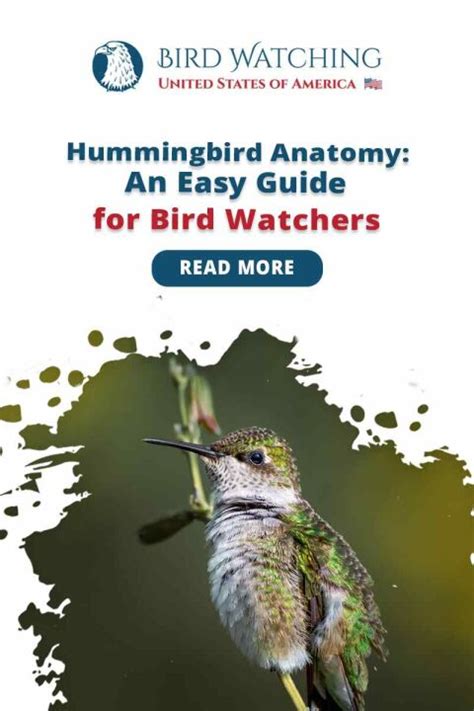 Hummingbird Anatomy - An Easy Guide for Bird Watchers