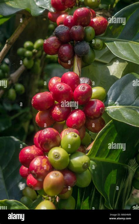 Robusta coffee plantation hi-res stock photography and images - Alamy