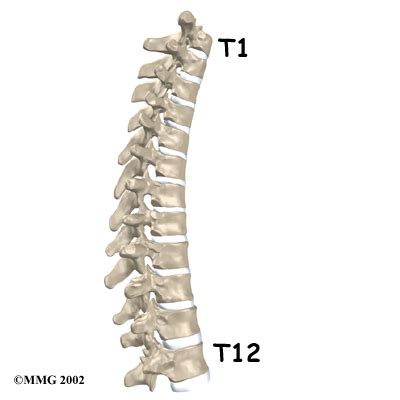 T1-T12 (thoracic vertebrae). Causes, symptoms, treatment T1-T12 (thoracic vertebrae)