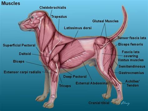 Pin by manuel on Bull terrier miniatura | Dog anatomy, Animal medicine ...