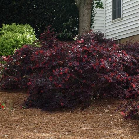 Ever Red Loropetalum Shrubs for Sale | BrighterBlooms.com | Screen plants, Colorful shrubs, Shrubs