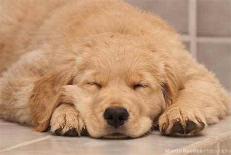 Golden Retriever Puppies Sleeping | [#] Lunawsome