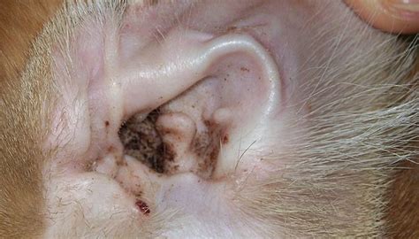 Cats' Ear Infections | Animals - mom.me