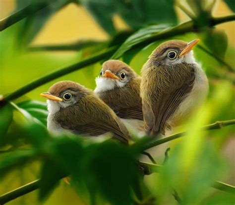 baby tuntuni | Beautiful birds, Pretty birds, Bird