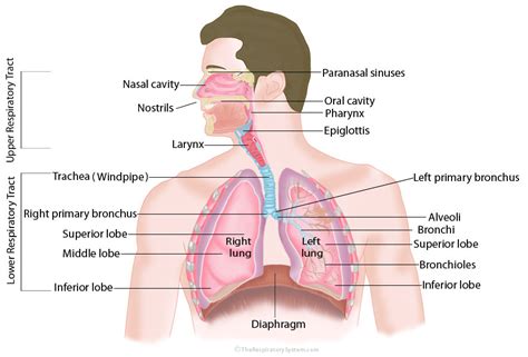 Respiratory System: Structure, Parts & Function » How To Relief