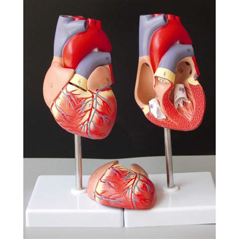 4D Human Heart (Educational Tool)