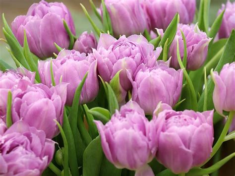 Light purple tulips in a spring bouquet Photograph by Laurentia Petcu ...