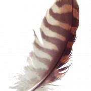 Feather PNG Images | PNG All