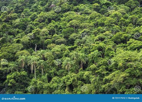 Foresta Pluviale Tropicale, Fondo Della Natura Fotografia Stock ...