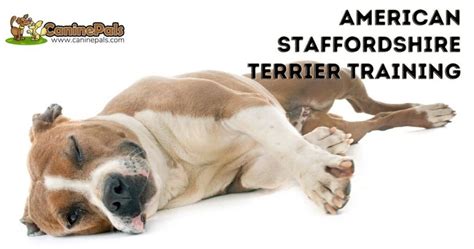 American Staffordshire Terrier Training: Techniques & Tips - Canine Pals