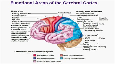 Functional Areas Of Cerebral Cortex Diagram