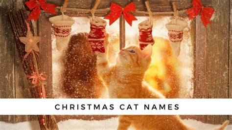 130+ Winter and Christmas Cat Names