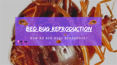 How Do Bed Bugs Reproduce? | Bed Bug Authority