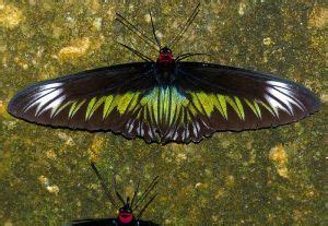 Rajah Brooke's Birdwing Butterfly: Identification, Facts, & Pictures ...