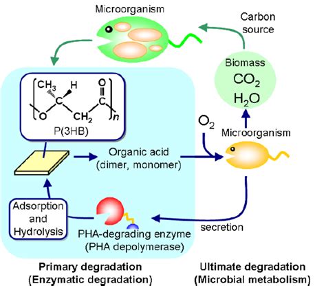 Biosynthesis and biodegradation process of PHA in a natural environment ...