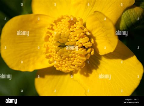 Stamens with flattened yellow filaments hi-res stock photography and images - Alamy