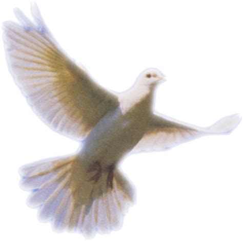 Columbidae Holy Spirit Doves as symbols - Dove Png Clip Art png ...