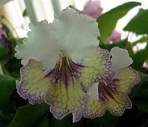 Gary's Specialty Plants: What is the perfect Streptocarpus of the future?