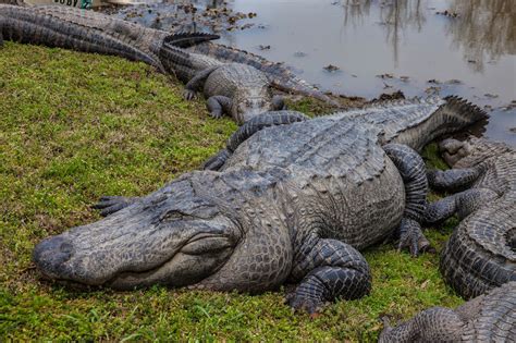 JaredDavidsonPhotography: East Texas Gator Farm