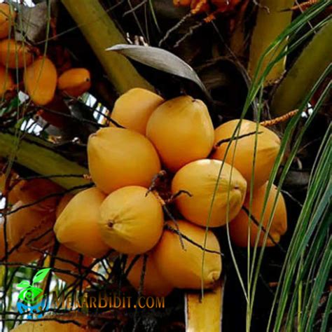 KELAPA GADING - Jual Bibit Tanaman Buah Termurah - Mekar Bibit