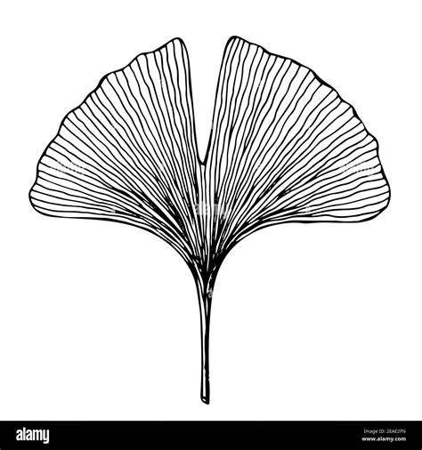 Ginkgo Biloba Leaf Drawing