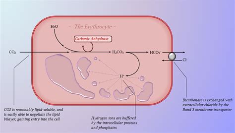 The erythrocyte chloride shift (Hamburger effect) | Deranged Physiology