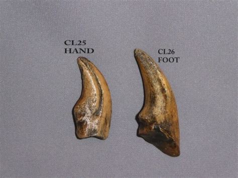 Fossil Claw Identification Cheap Sale | emergencydentistry.com