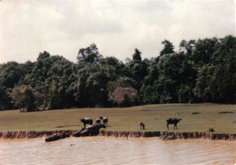 Water Buffalo near Tasik (Lake) Chini 1979 Chini Lake, better known ...