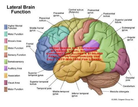 Brain diagram labeled