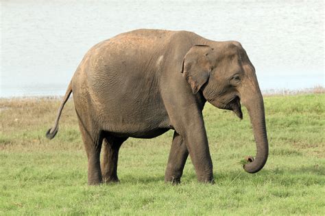 Elefantes - Elefante africano e asiático - Biologia - InfoEscola