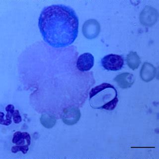 (PDF) Diagnosis of Hepatozoon canis in young dogs by cytology and PCR