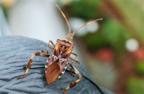 Control Chinch Bugs Using These Organic Methods | Chinch, Bug infestation, Warm season grass