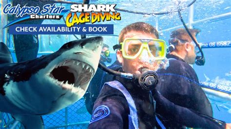 SHARK CAGE DIVING ! 🦈 GREAT WHITE SHARKS - Port Lincoln, South Australia - YouTube