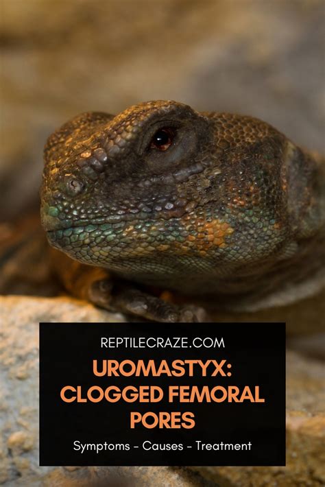 Uromastyx: Clogged Femoral Pores - Causes, Treatment - Reptile Craze