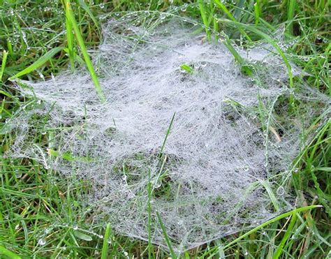 Spider web on grass | Flickr - Photo Sharing!