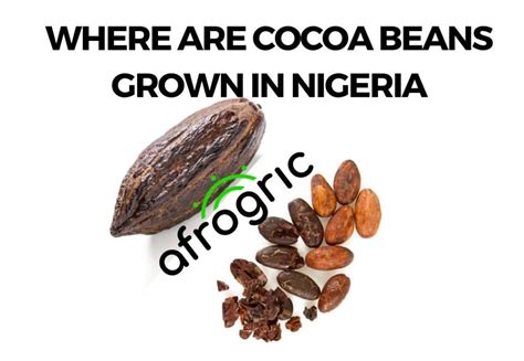 Where are Cocoa Beans Grown in Nigeria? - Afrogric