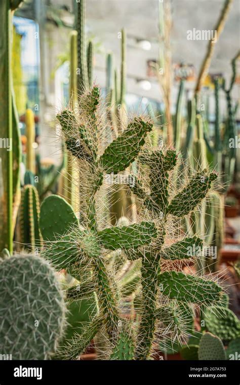 Garden of succulents, cacti. Unpretentious and hardy plants for ...