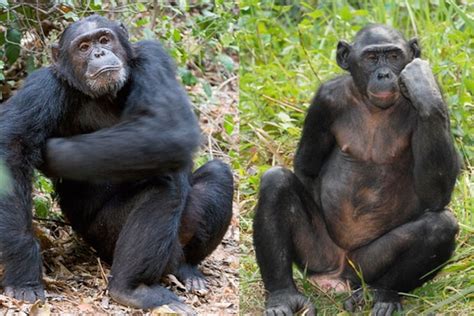 Bonobos: the self-domesticated ape?