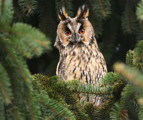 9 Owls in Pennsylvania - Birdwatching Central