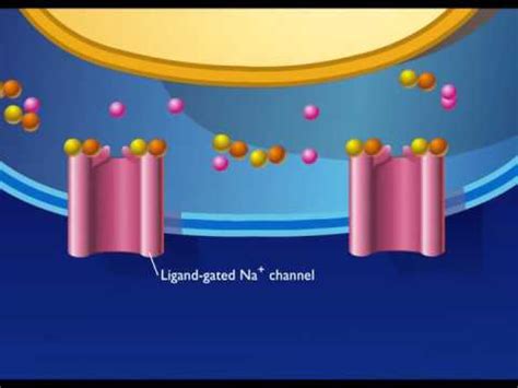 Chemical Synapse Animation - YouTube