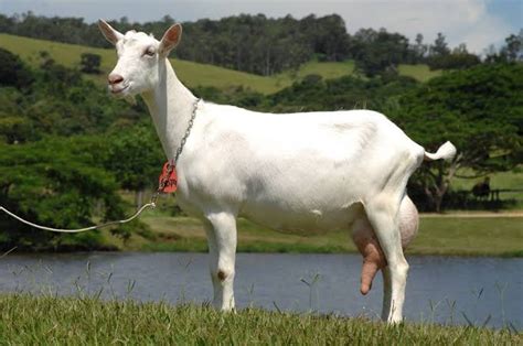 BEST DAIRY GOATS IN AFRICA