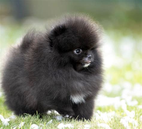 Black teddy Bear Pomeranian puppies