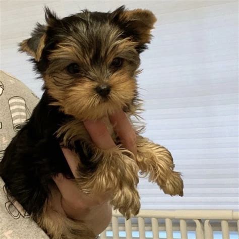 When Is A Teacup Yorkie Full Grown? (Size & Age Full Grown)