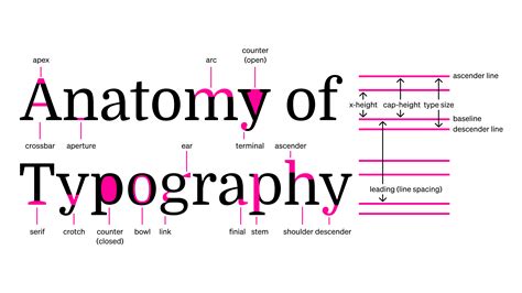 Baseline • The Free Design Bootcamp • Typography Basics