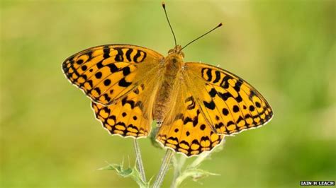 Endangered butterfly species records 10-year high - BBC News